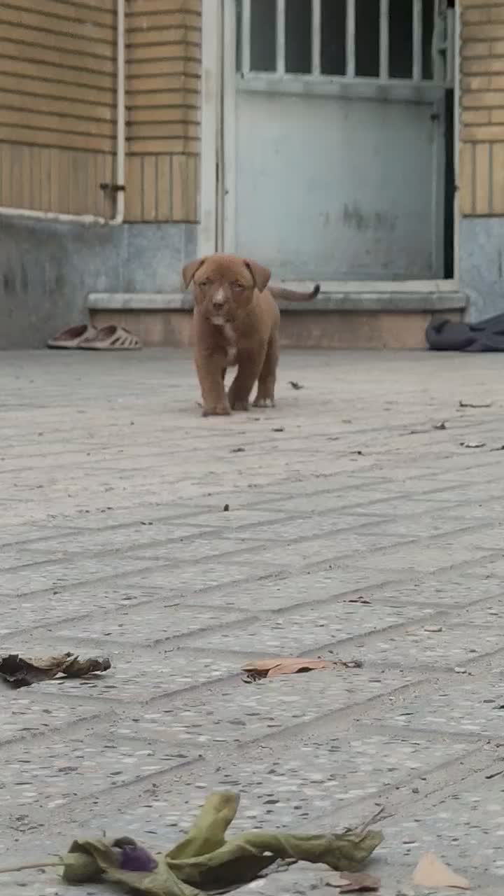 پیتبول ، پیت بول|سگ|مشهد, زیبا شهر|دیوار