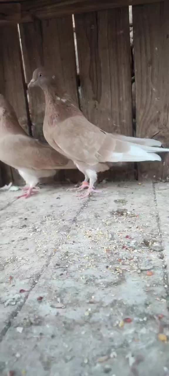 جفت زرد پرش بالا|پرنده|قم, بنیاد|دیوار