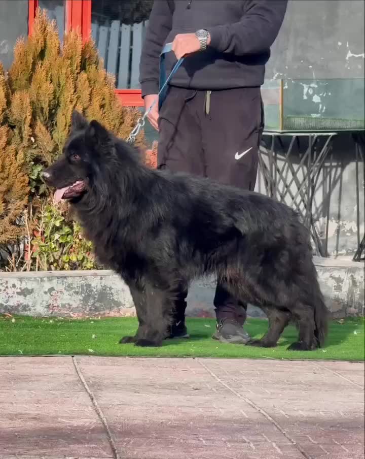 سگ ژرمن بلک نر ۱۵ ماهه|سگ|تهران, تهرانپارس جنوبی|دیوار