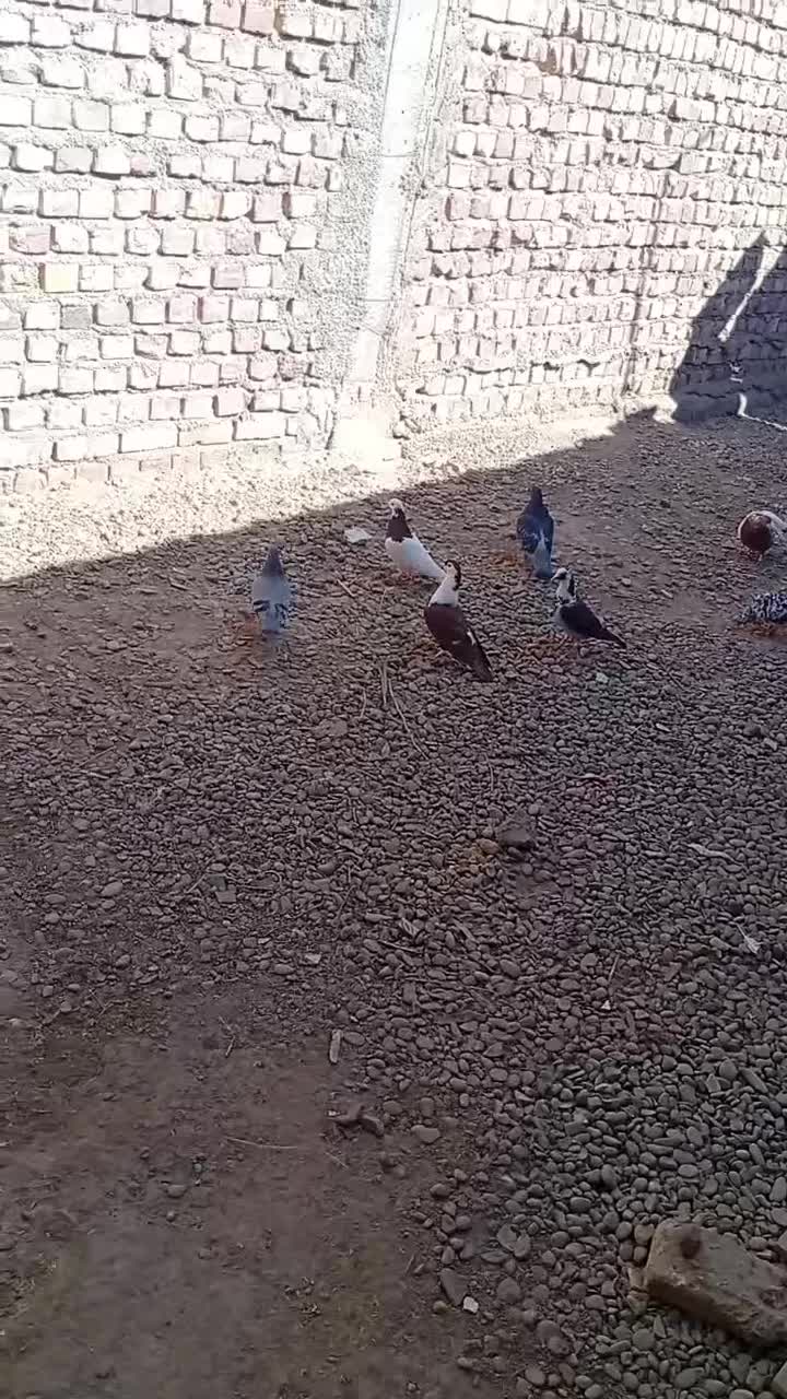 yas|پرنده|هامون, |دیوار