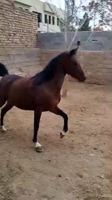 مادیان مناسب تک بندی|اسب و تجهیزات اسب‌سواری|شیراز, اکبر آباد|دیوار