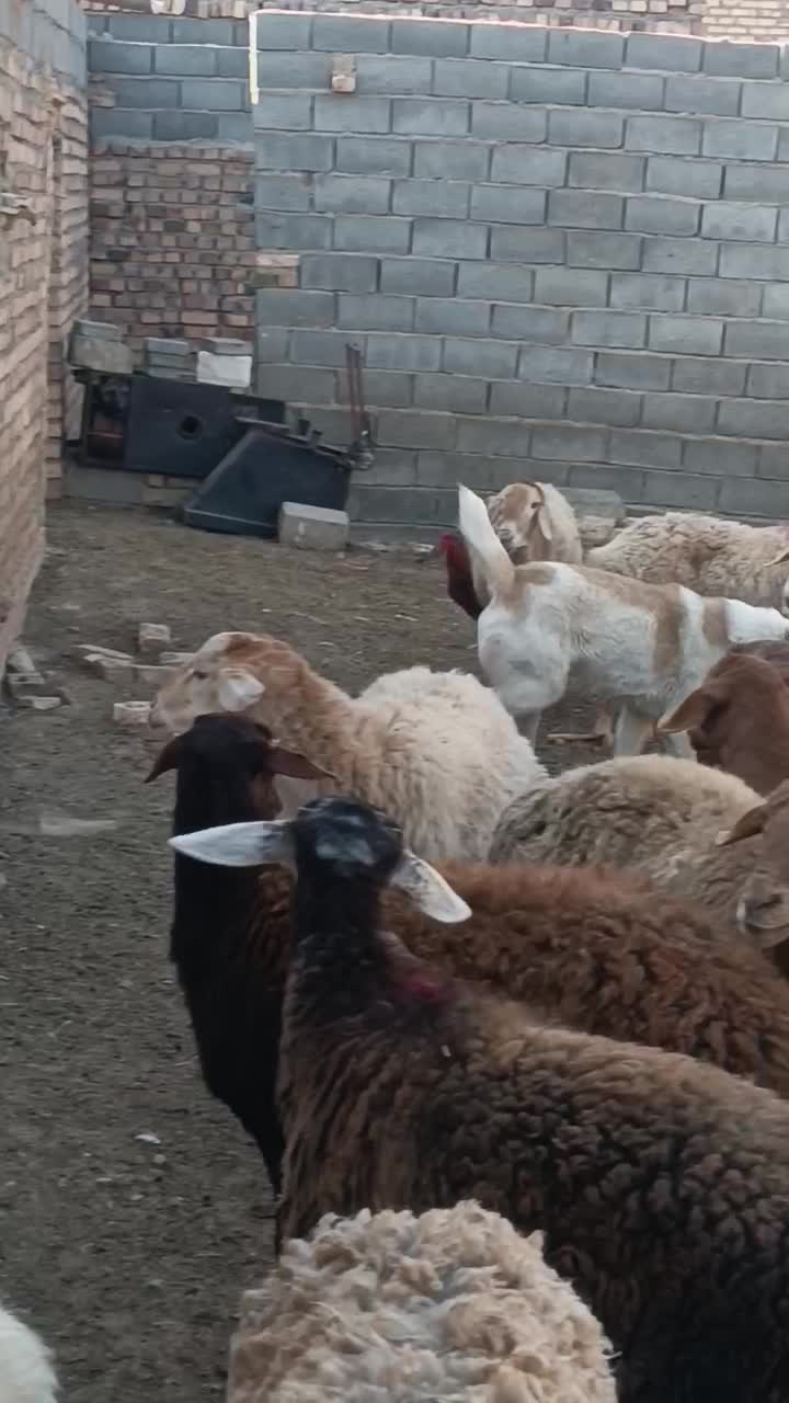 سگ سفید|سگ|تربت جام, جامرود|دیوار