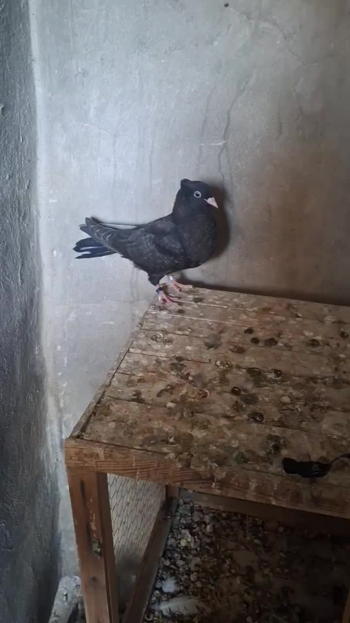 کبوتر زاغ ابادانی|پرنده|ماهیدشت, |دیوار