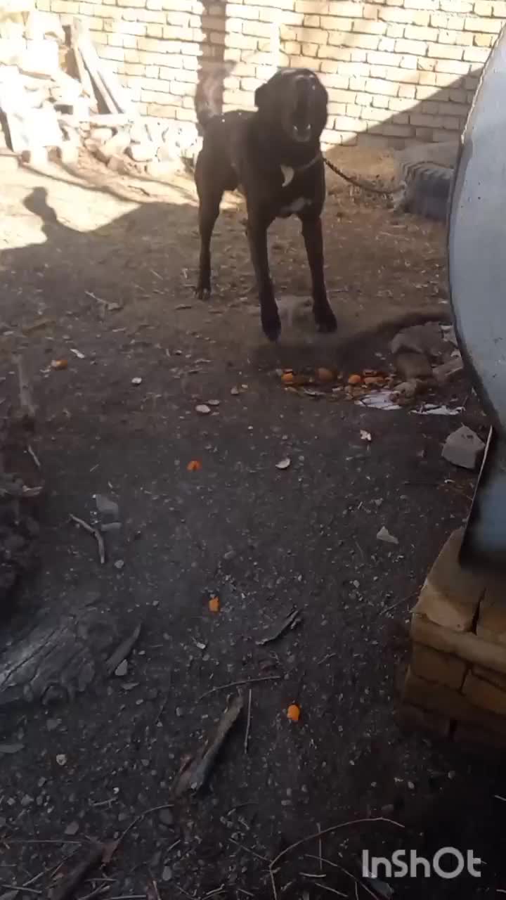 سگ آدمی|سگ|ملایر, |دیوار