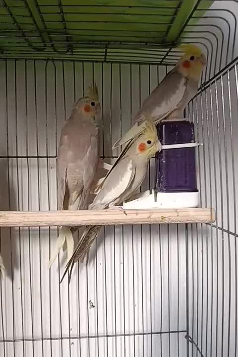 عروس هلندی|پرنده|لنگرود, |دیوار