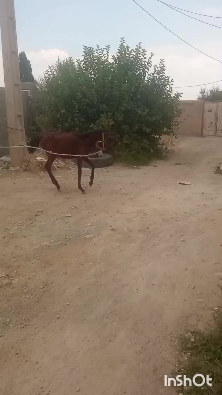 اسب|حیوانات مزرعه|شیراز, کوشک بیدک|دیوار