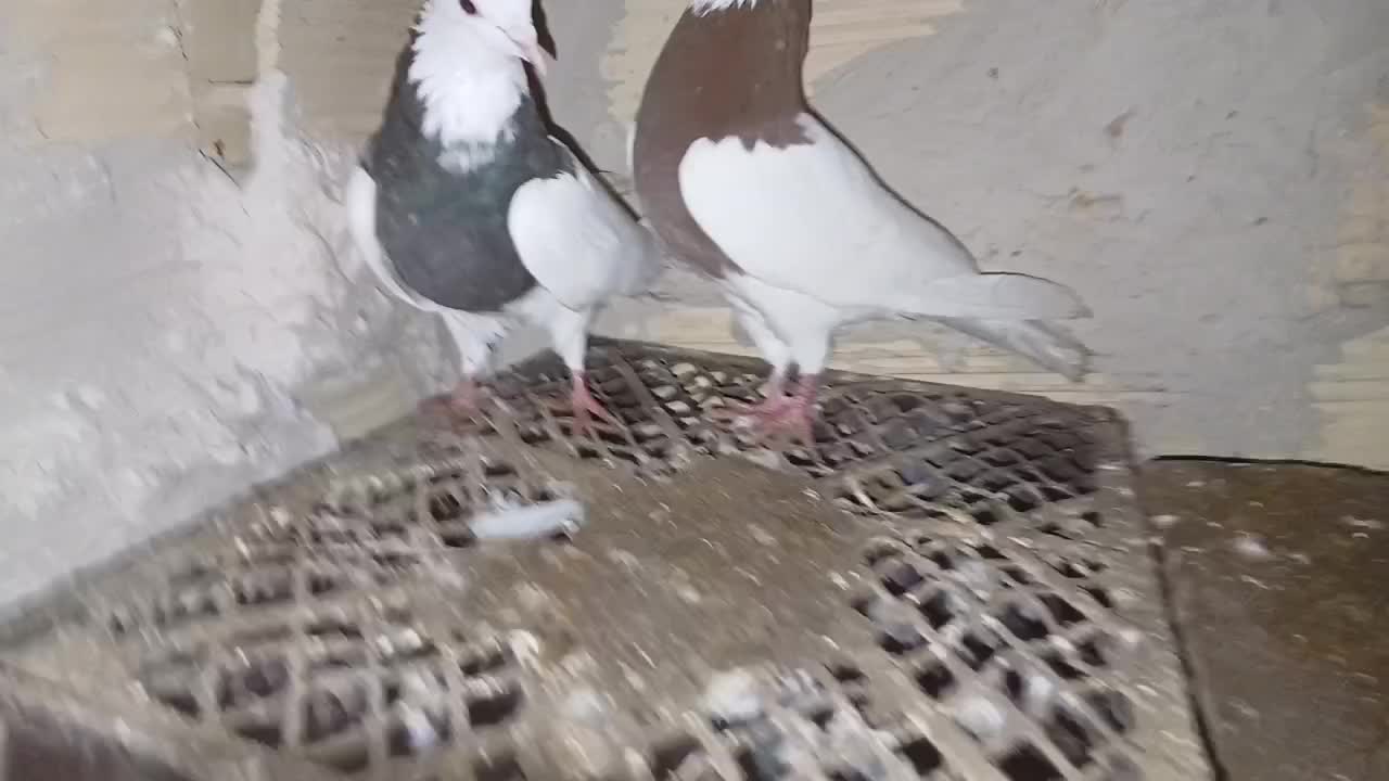 کبوتر طوقی|پرنده|تبریز, |دیوار