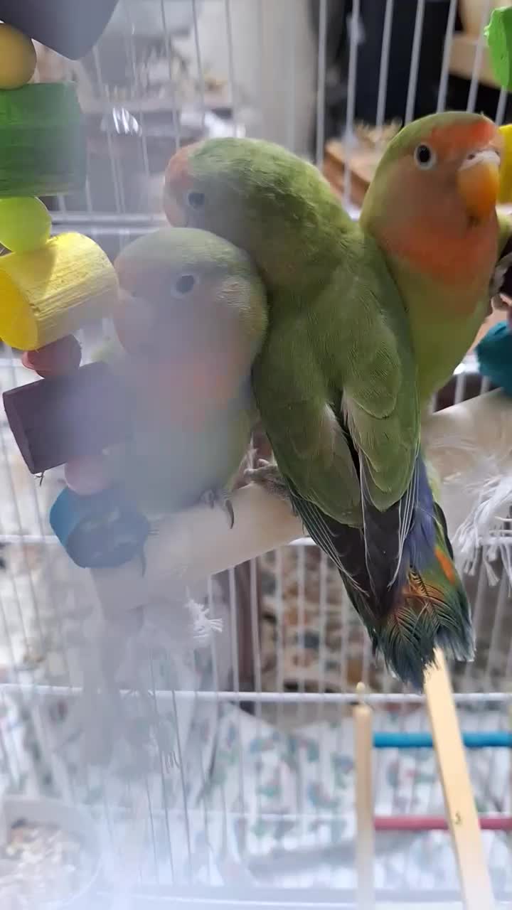 سه تا جوجه طوطی برزیلی دوماهه|پرنده|تهران, مسعودیه|دیوار
