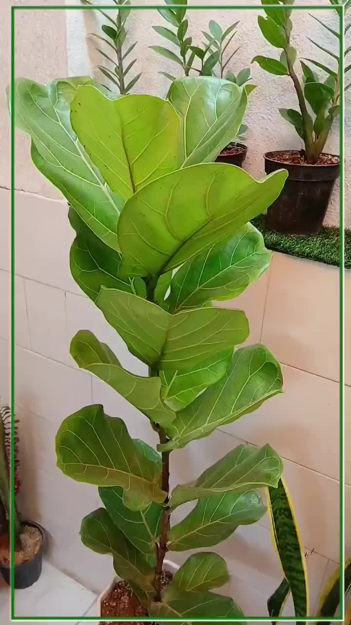 گل گیاه کروتون سانسوریا دیفن باخیا شفلرا شامادور|گل و گیاه طبیعی|قم, سنگ بند|دیوار