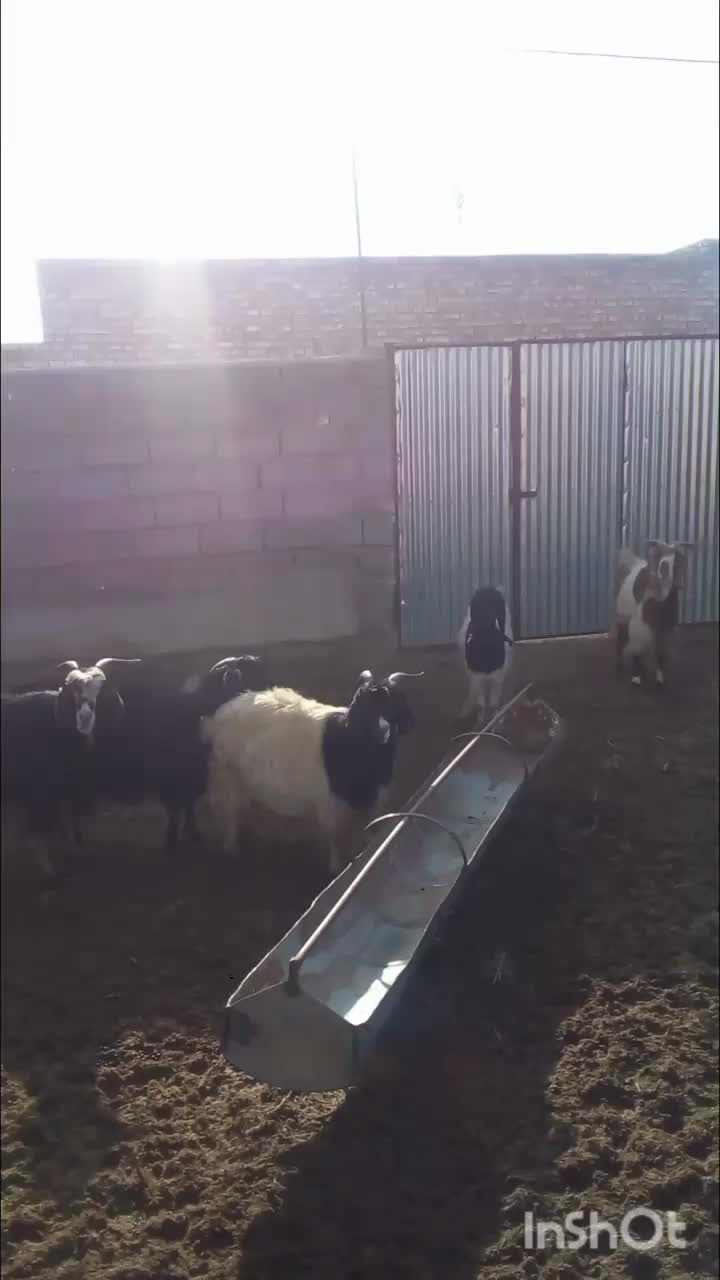 بزجوان|حیوانات مزرعه|بیرجند, |دیوار