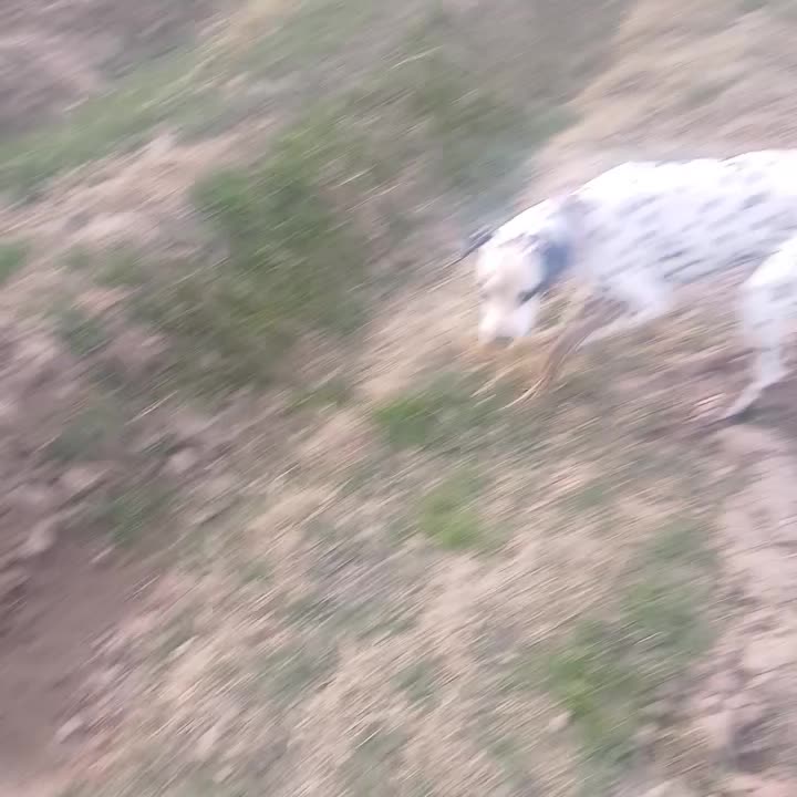 سگ شکاری|سگ|نیشابور, ریوند|دیوار