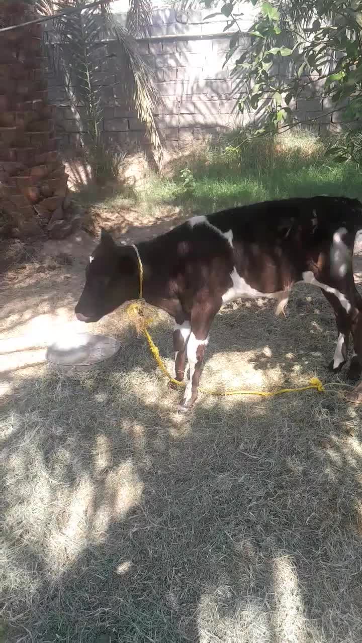 یه گاو وگوساله سیاه وسفیدجرسی|حیوانات مزرعه|فهرج, |دیوار