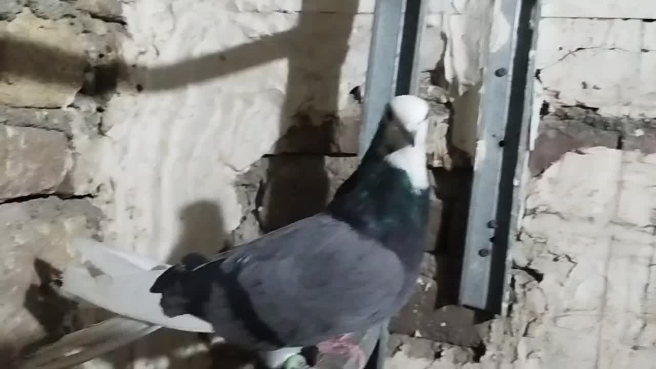 کبوتر پرشی شازده سبز|پرنده|شهریار, شهرک بهاران (ویره)|دیوار