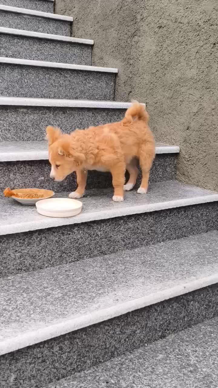 سگ خونگی|سگ|جهرم, |دیوار