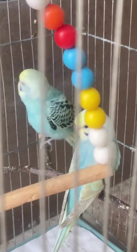 مرغ عشق ماده پروانه ای|پرنده|لامرد, |دیوار