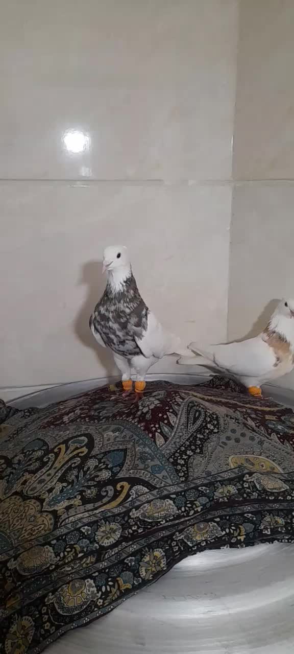 کبوتر|پرنده|رشت, یخسازی|دیوار