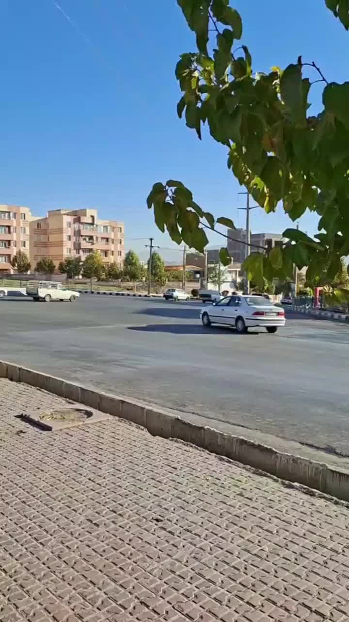 پرنده سرای کاکادو|پرنده|سنندج, |دیوار