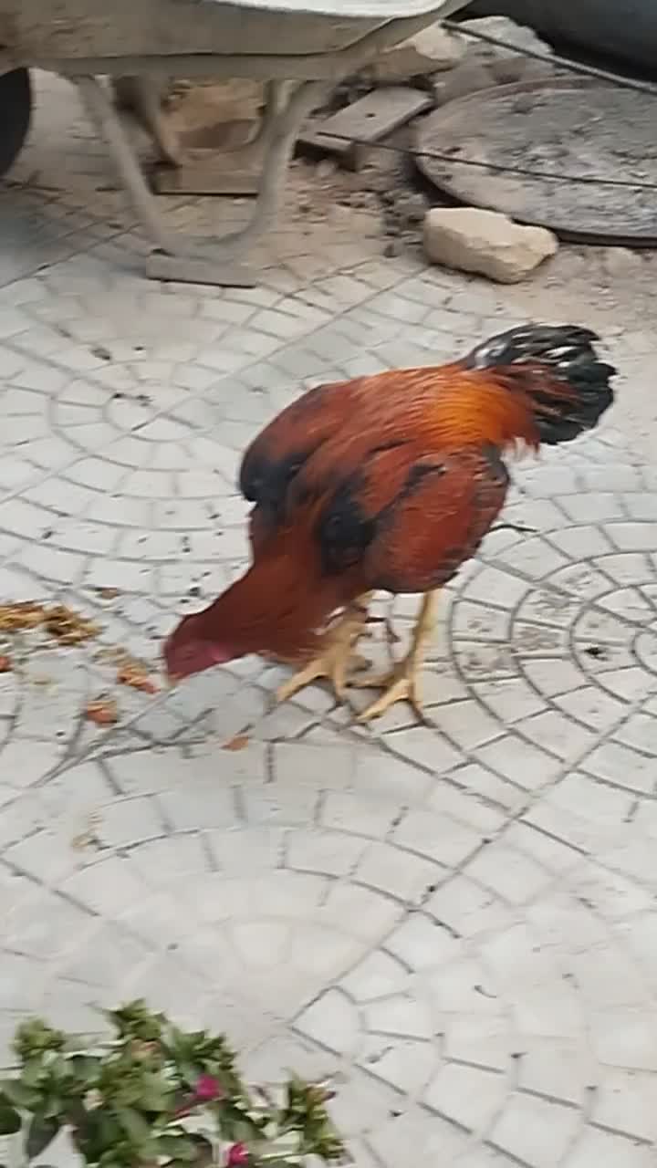 مرغ و خروس لاری|حیوانات مزرعه|فریمان, |دیوار