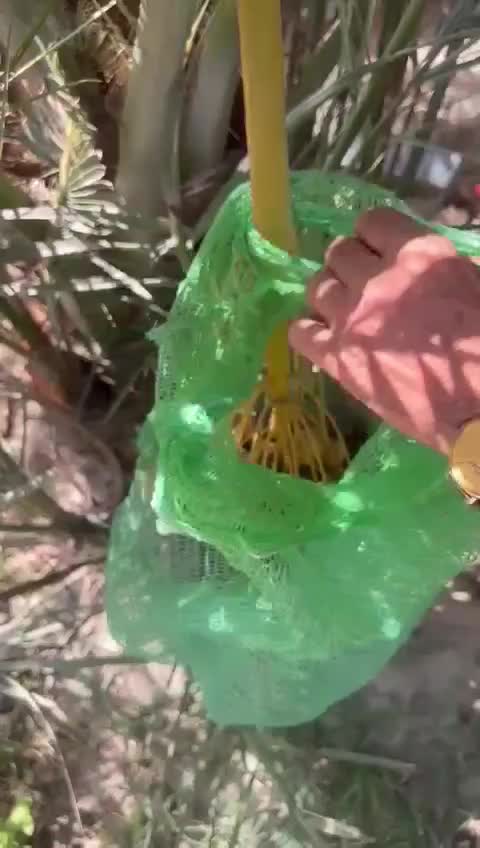 پاجوش نخل مجول مراکشی|گل و گیاه طبیعی|اهواز, فاز ۲ پادادشهر|دیوار