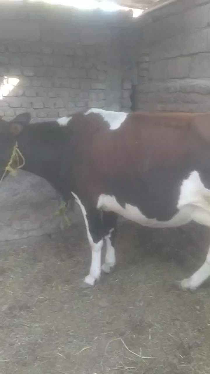 گاو طلا|حیوانات مزرعه|بم, |دیوار