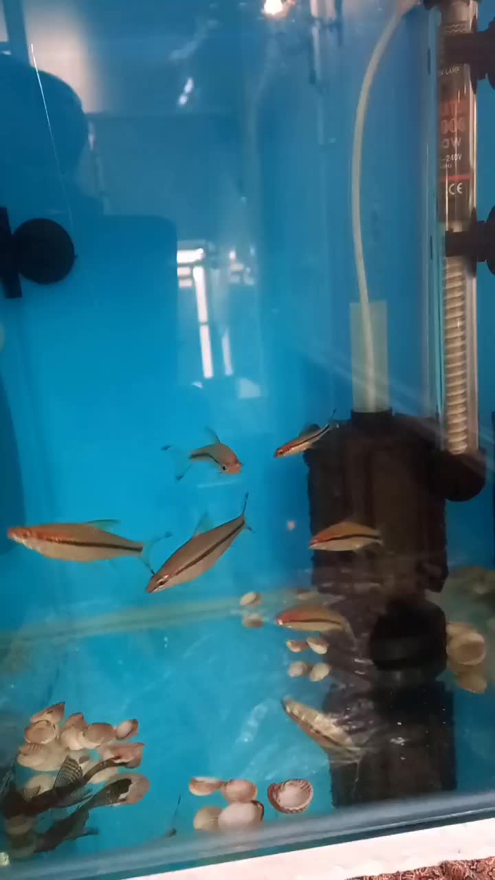 ماهی ردلاین|ماهی|بروجرد, |دیوار