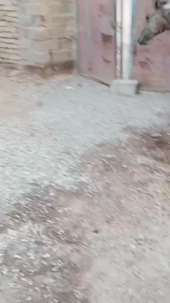 کره نریان فروشی|اسب و تجهیزات اسبسواری|گنبکی, |دیوار