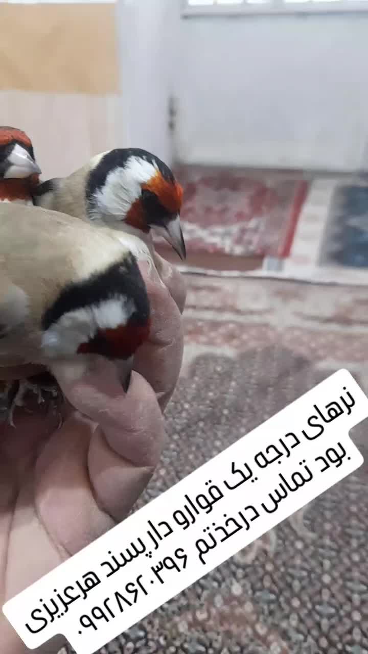 سهره های نرو قلمی ودرشت قواره دار|پرنده|تکاب, |دیوار