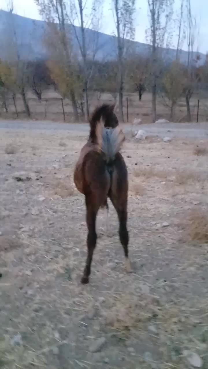 کره اسب نژاد عربی دم بالا|حیوانات مزرعه|سیلوانه, |دیوار