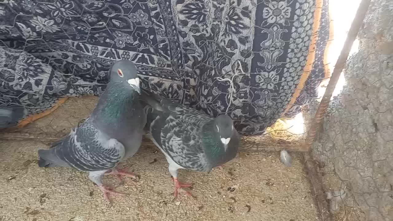 کبوتر کفتر سبز و کوهی و خطی|پرنده|کوه چنار, |دیوار