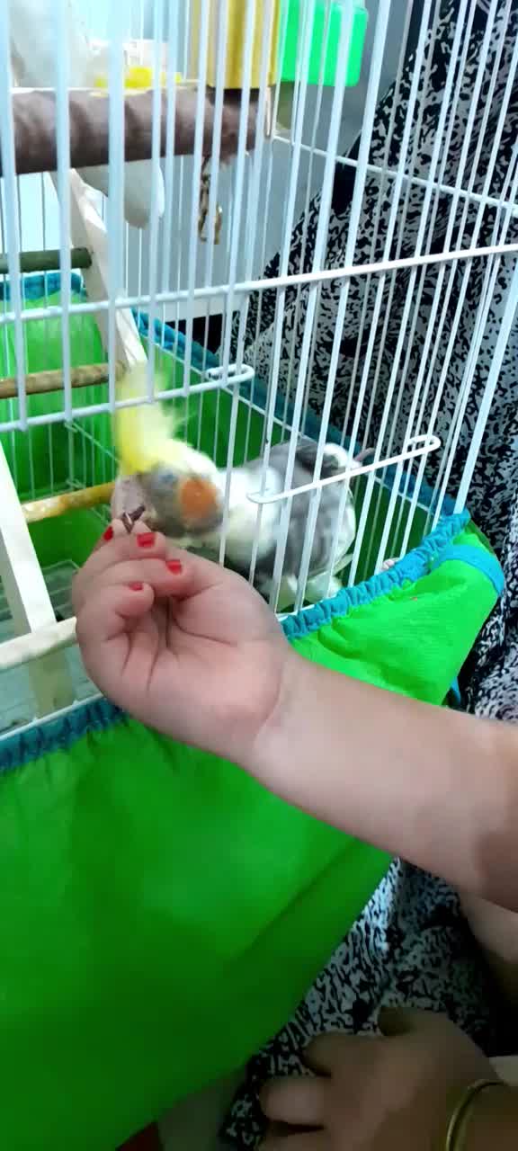 عروس هلندی|پرنده|رشت, حومه رشت|دیوار