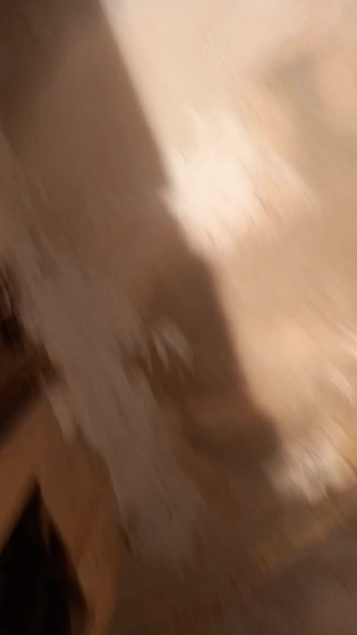 کبوتر دوکت پلاکی کوهی صحرایی مگزی|پرنده|همدان, |دیوار