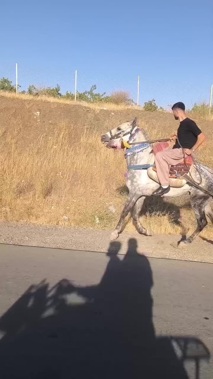 اسب ۵سال یورقه|اسب و تجهیزات اسبسواری|سردشت, |دیوار