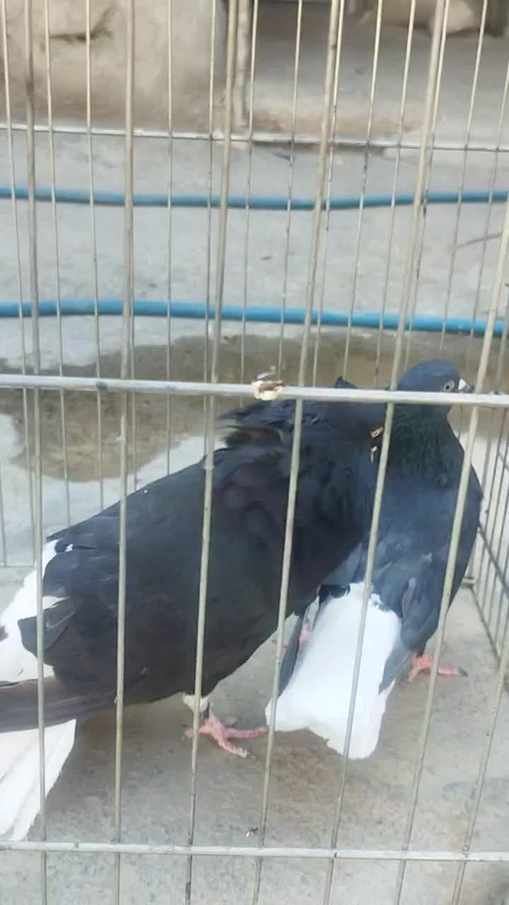 سیاه دمسفید نروماده|پرنده|دوگنبدان, |دیوار