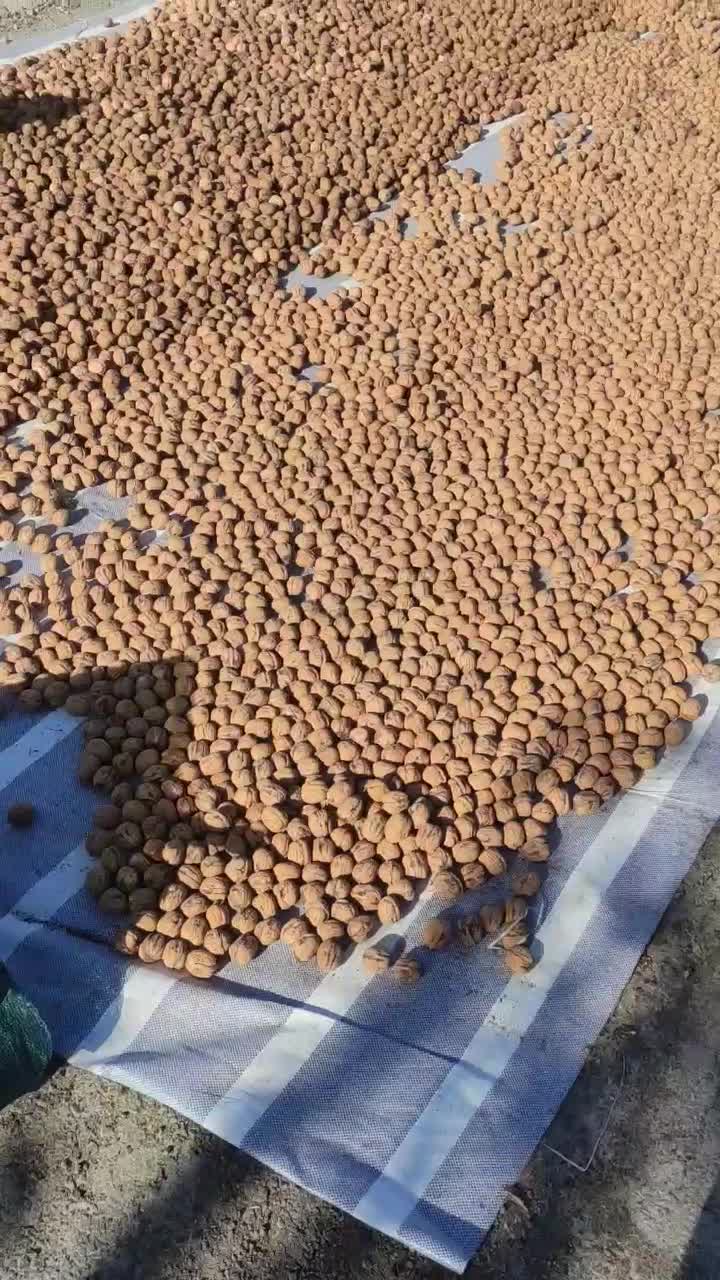 گردوی چندلروفرنور|خوردنی و آشامیدنی|سردشت, |دیوار