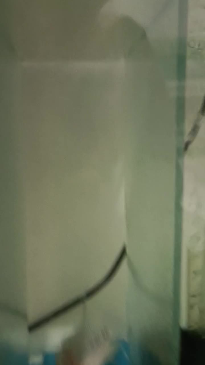 ماهی فلاور هورن نر و ماده و بچه فلاور|ماهی|مشهد, حضرت حجت|دیوار