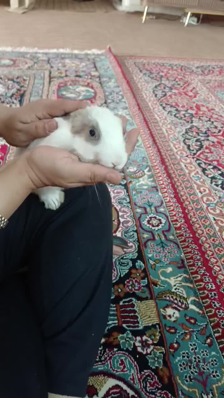 خرگوش|موش و خرگوش|اصفهان, ارداجی|دیوار