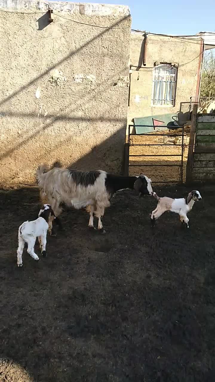 دوراس بز دوقلو شیروار|حیوانات مزرعه|بروجرد, |دیوار