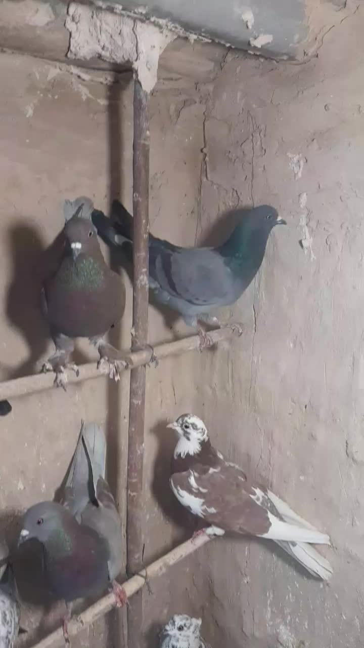 کبوتر پرشی|پرنده|قم, کیوانفر|دیوار