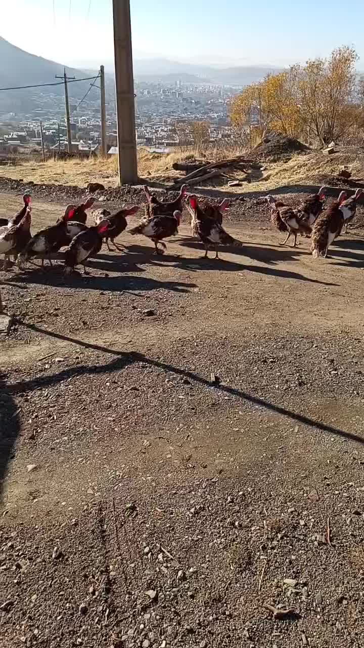 بوقلمونمحلینر|حیوانات مزرعه|بانه, |دیوار