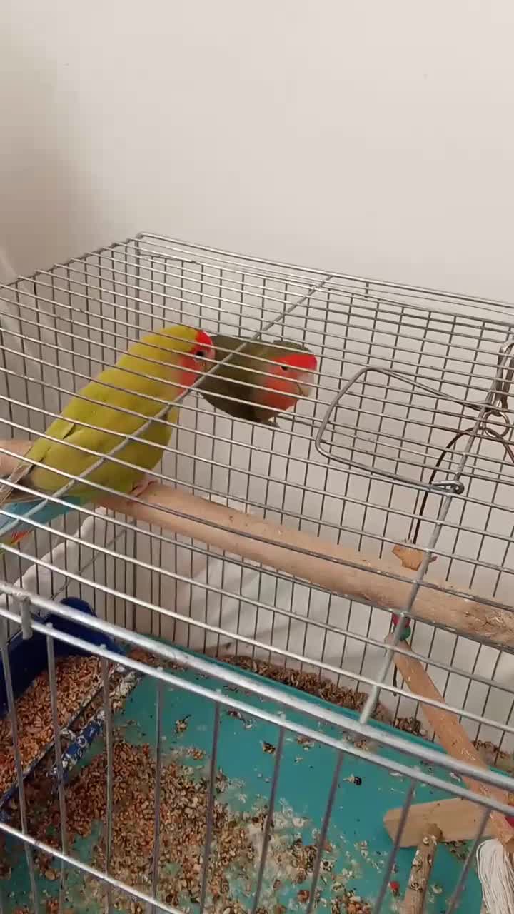 دوعدد طوطی برزیلی موولد|پرنده|ایوان, |دیوار