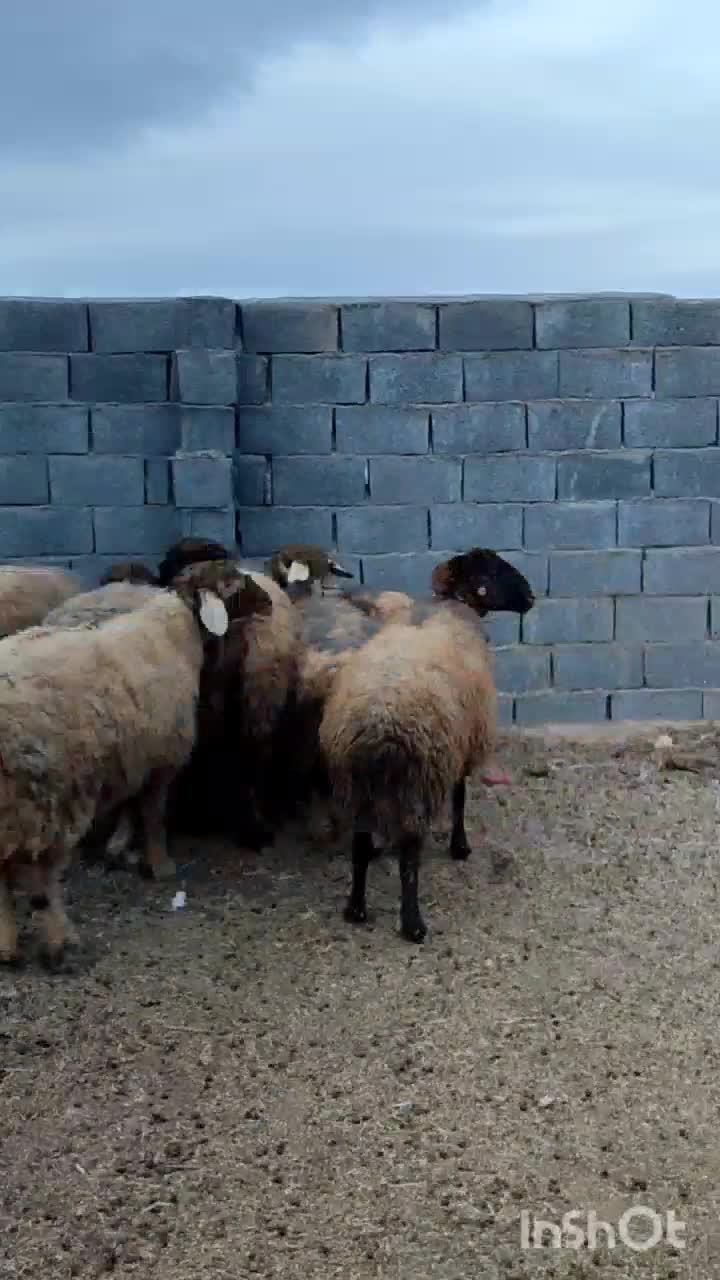فروش 7 راس میش داشتی درجه یک|حیوانات مزرعه|سمیرم, |دیوار