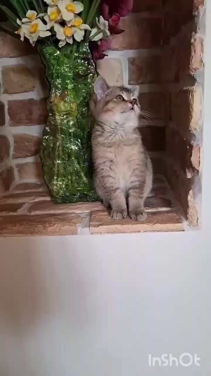 گربه بریتیش ماده|گربه|بجنورد, |دیوار