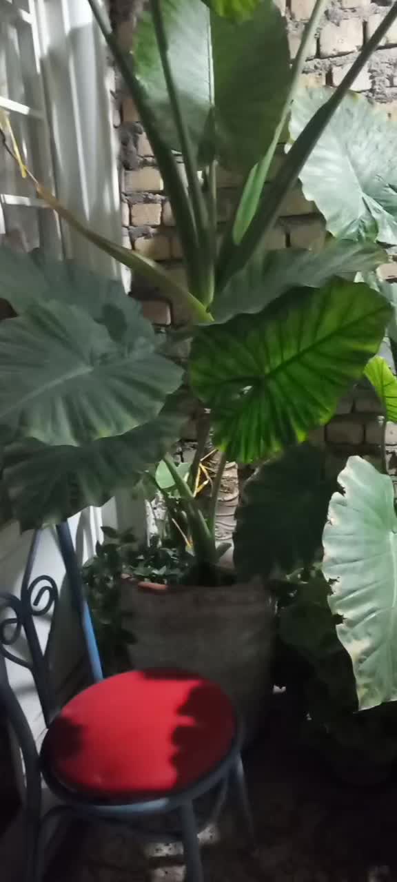 گل بابا آدم|گل و گیاه طبیعی|کوهدشت, |دیوار