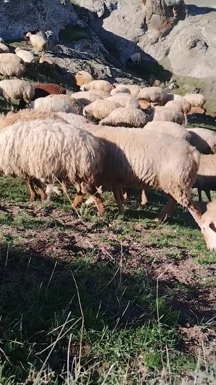 پنچاه راس گوسفند مغانی بره دار یلینی|حیوانات مزرعه|انگوت, |دیوار