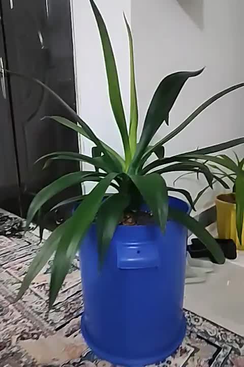 گل آگوا تایلندی|گل و گیاه طبیعی|مشهد, ایثارگران|دیوار