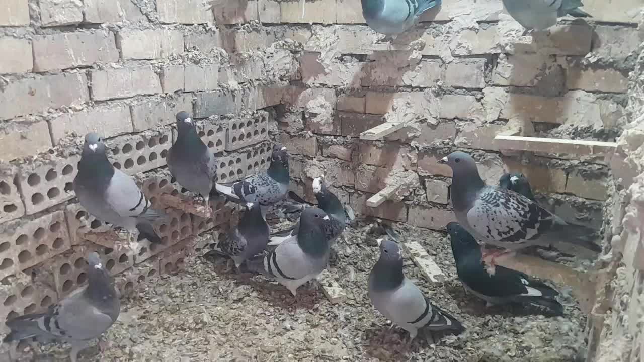 ۳۰ کبوتر پلاکی|پرنده|سده (خراسان جنوبی), |دیوار