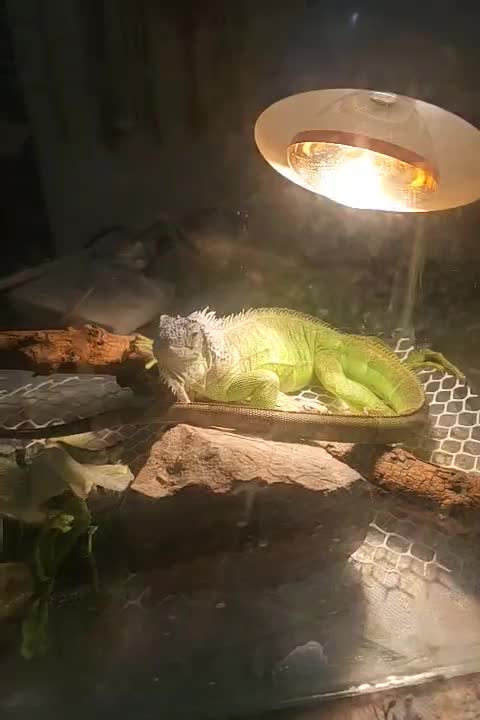 ایگونا|خزنده|تهران, هروی|دیوار