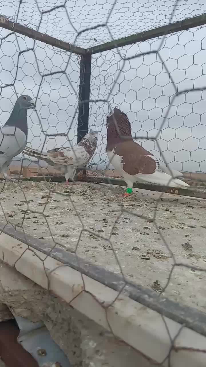 گرفتنی نر|پرنده|سبزوار, قصبه شرقی|دیوار