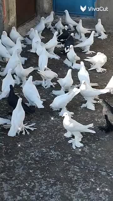 کبوترلوتیپاپر|پرنده|اهر, |دیوار