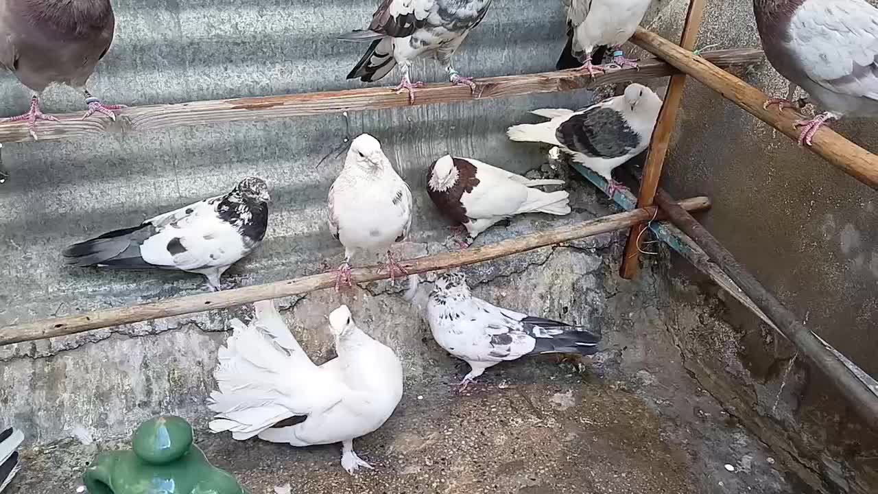 کفتر عالی|پرنده|تهران, بیسیم|دیوار